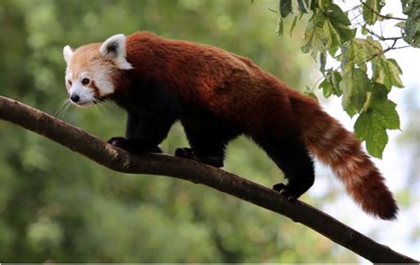 Red Pandas Exploring The Tropical Rainforest