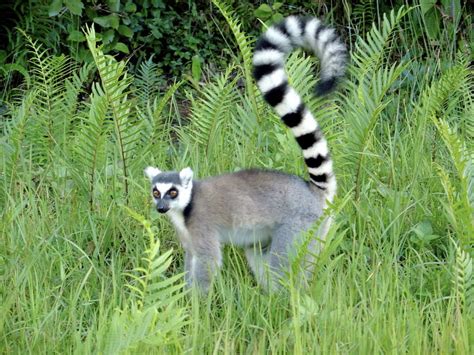 Wildlife Of Madagascar Wikipedia