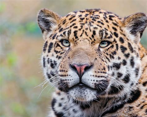 Jaguar Animals Big Cats Hd Wallpaper Peakpx