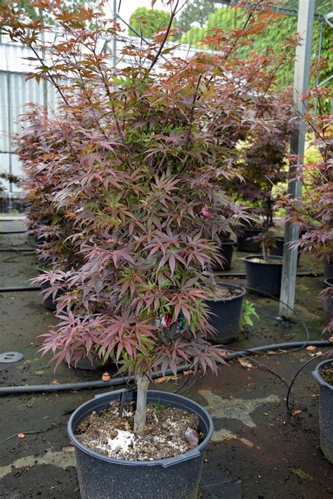 Acer Palmatum ‚pixie‘ Von Hammel Baumschulen