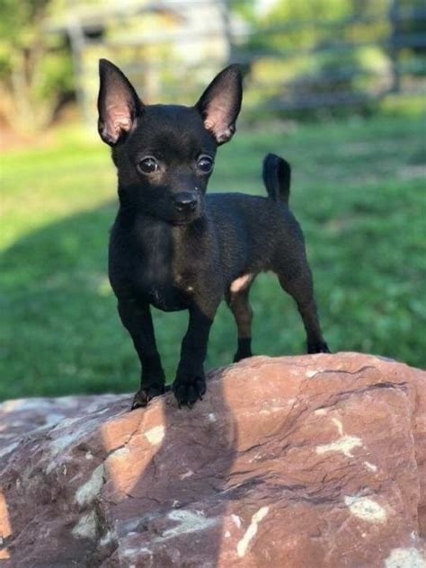 All Black Chi 🖤 Cute Chihuahua Cute Animals Chihuahua