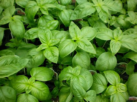 Basil Leaves Natural Health News