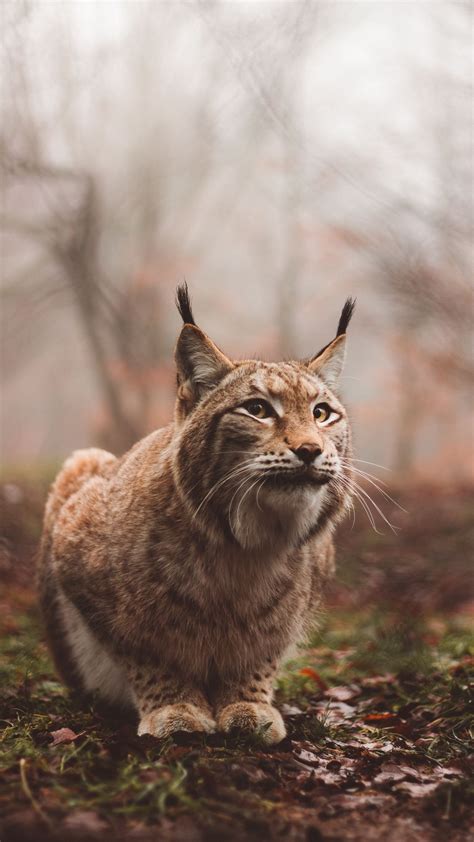 The canada lynx ( lynx canadensis ), or canadian lynx, is a north american felid that ranges in forest and tundra regions across canada and into alaska, as well as some parts of the northern united states. Download wallpaper 1350x2400 lynx, predator, large cat, sits iphone 8+/7+/6s+/6+ for parallax hd ...