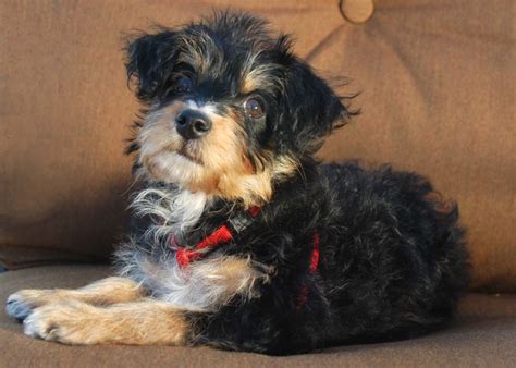 Yorkie Poo Guide Breed Temperament And Health Canna Pet