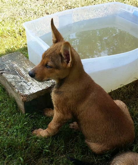 We did not find results for: Full Blooded German Shepherd Puppies - Petclassifieds.com