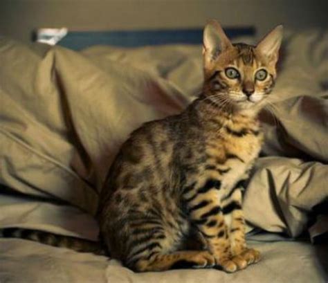 The 15 Most Aggressive Cat Breeds