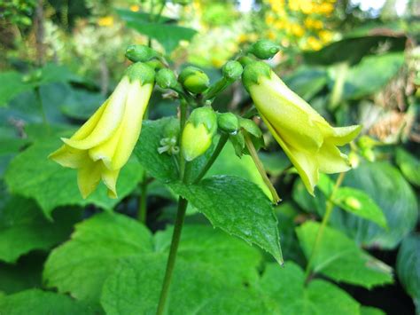 Rotary Botanical Gardens Hort Blog Yellow Waxy Bells