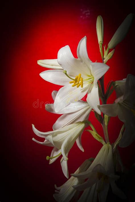 White Lily Flower Stock Photo Image Of Bouquet Color 188108844