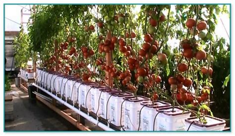 Growing Tomatoes Indoors Hydroponically Home Improvement
