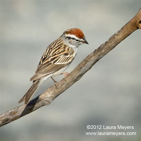 Chipping Sparrow Adult Male Laura Meyers Photograpy