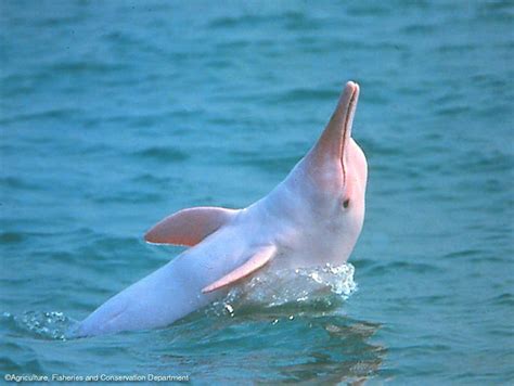 Chinese White Dolphin Dolphins Chinese White Dolphin White Dolphin