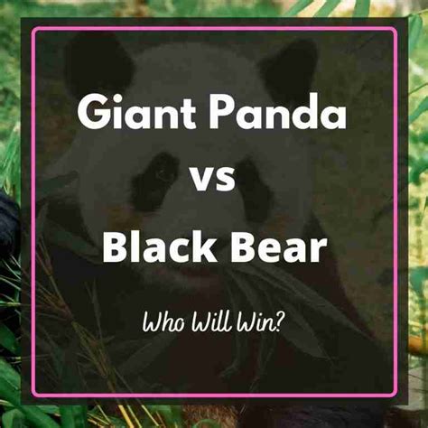 Giant Panda Vs Black Bear Who Will Win