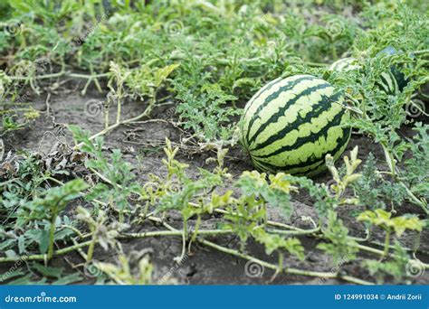 Watermelon On The Field Top View Watermelon Grows In Summer On The