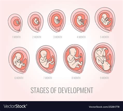 Etapas De Mes Embrion De Desarrollo Vector Illustration Infografia De