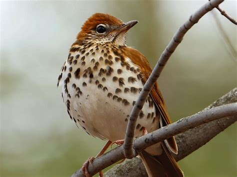 Wood Thrush Facts Habitat Diet Migration Song Video Pictures