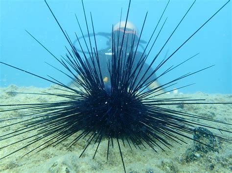 Experts Warn Of Invasive Poisonous Sea Urchins In Southern Turkey