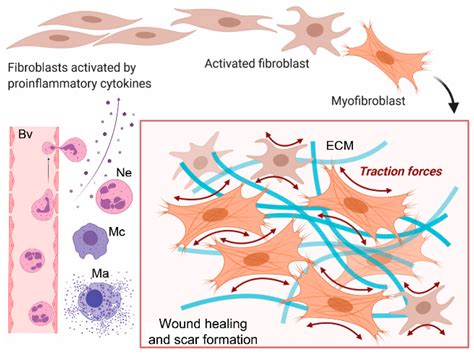 Biomolecules | Free Full-Text | Extracellular Targets to Reduce