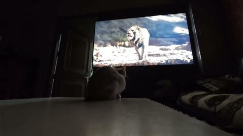 Adorable Cat Watching Simbas Roar Lessons In The Cutest Way Ever 🦁