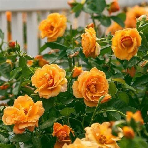 Rose Tree Wholesale Price And Mandi Rate For Rose Plant In India