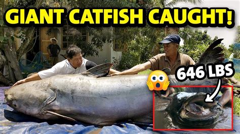 Top 10 Biggest Catfish Ever Caught Youtube