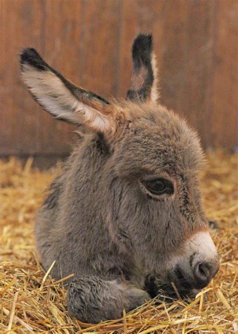 We did not find results for: 74+ Adorable Baby Donkeys That You'll Want To Cuddle ASAP