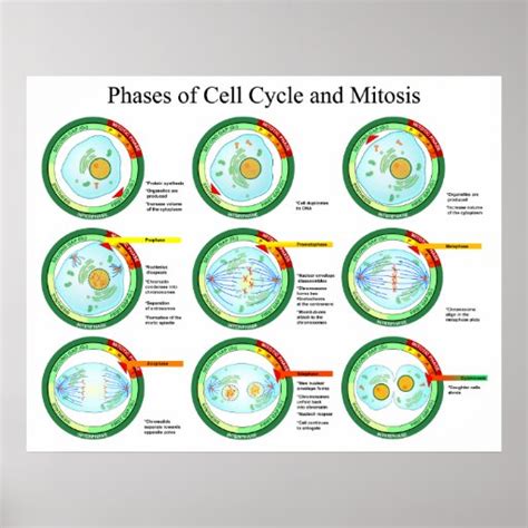 Biological Phases Of Cell Cycle And Mitosis Chart Poster Zazzle