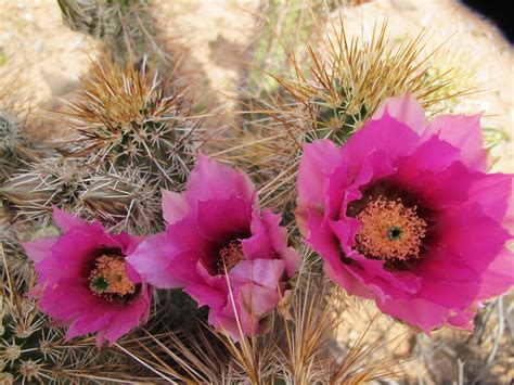 Pink Cacti Flowers Of Arizona Cactus Flower Cactus Pink