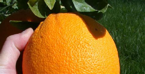 Bittere Orangen In Kalabrien Süditalien Freirad Freies Radio