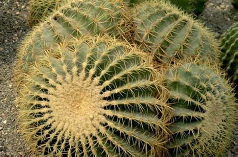 Plants adapted to drought conditions, however, exhibit a number of structural features that prevent water loss, helping them survive hot, dry conditions. How to propagate golden barrel cactus - RayaGarden