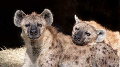 Spotted Hyenas Are Smart Social And Ruled By Females Mystical Raven