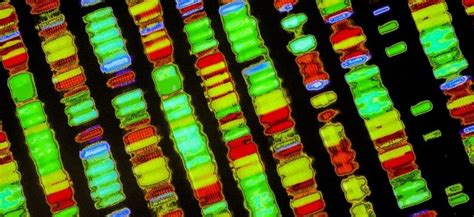 Sempre Più Vicino Il Sequenziamento Completo Del Genoma Umano Le Scienze