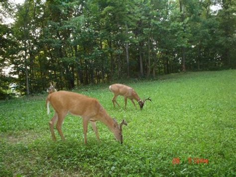Spring Deer And Gamebird Food Plot Mixes J And N Feed And Seed