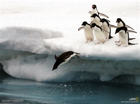 National Geographic Birds Ice Penguins Wallpapers Hd Desktop And