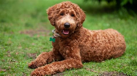 Labradoodle Dog Breed Information Facts Traits Pictures And More
