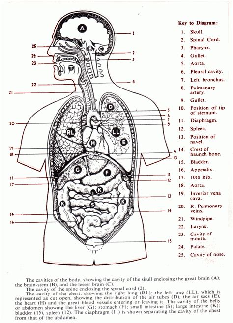 Body Regions Clipart For Ap 20 Free Cliparts Download Images On