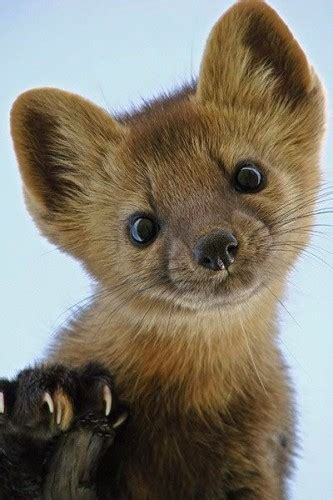 Pine Martens Happen To Be Shockingly Cute Who Knew Featured Creature