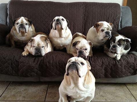 The old english bulldog is an extinct breed of dog. Wonder if they'd let me move in with them?? | Cute animals ...