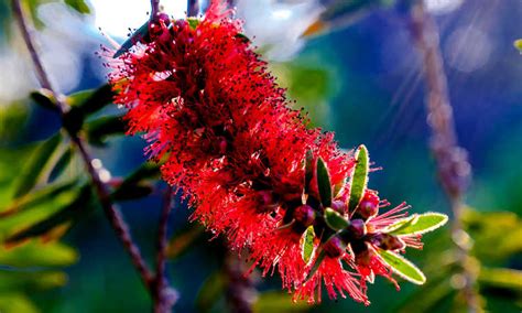 The decline of bottlebrush trees is a problem throughout central and south florida. Bottle Brush Tree: How To Grow And Care For Callistemons ...