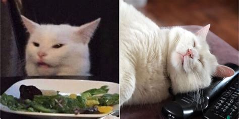 Sad White Cat Meme Is Way More Canadian Than You Think Narcity
