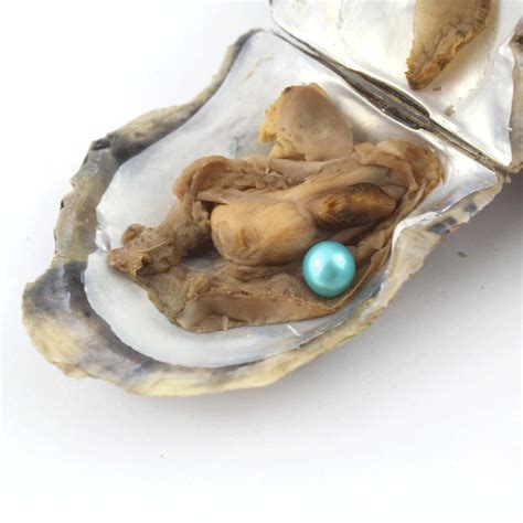 Akoya Oysters Pearl Met 7 8mm Ronde Aaaa Parel In Oester Etsy