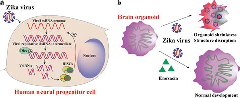 Diagram Of Virus Cell