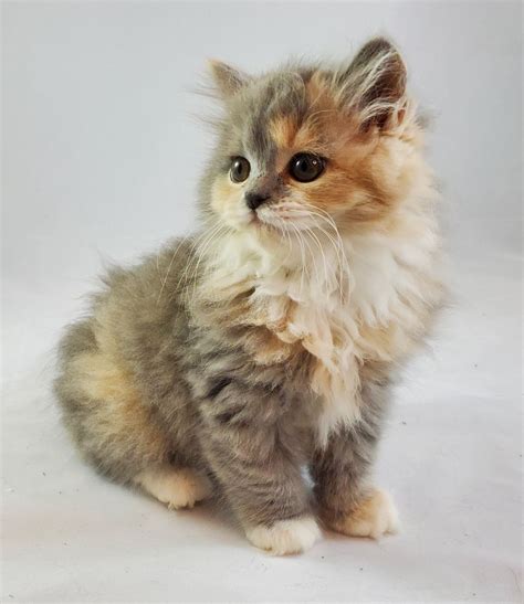Beautiful Munchkin Kittens For Sale Available Kittens Munchkin
