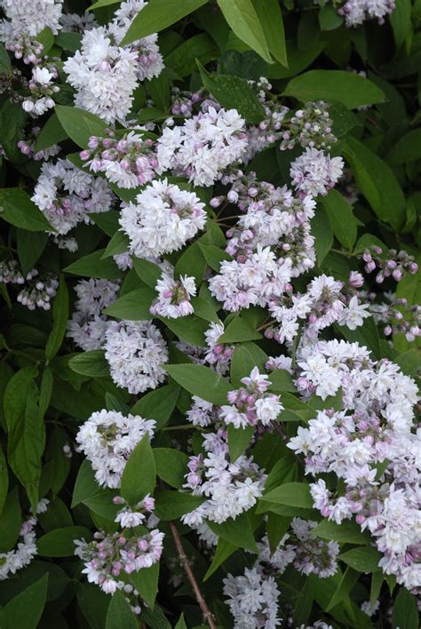 Looking For Low Maintenance Blooms Try These Popular Flowering Shrubs
