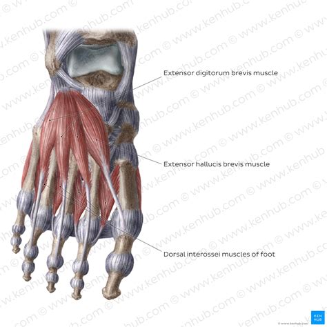 Dorsal Muscles Of The Foot Anatomy And Function Kenhub Images And Photos Finder