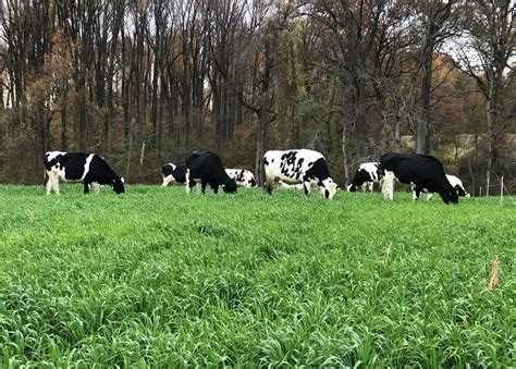 Effect Of An Improved Grazing Management System On Dairy Heifer