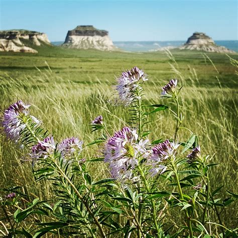 Spanning 193060 Acres Of Short Grass Plains Pawnee National Grassland Is One Of Colorados Two