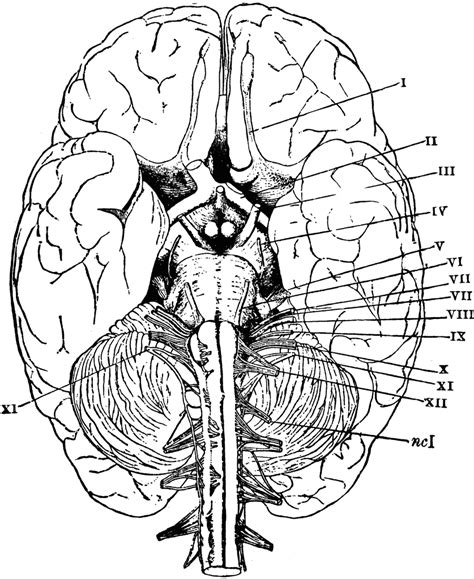 Midsagittal Section Brain Diagram To Label Blank Sketch Coloring Page