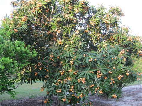 Often this coincides with a loquat tree that won?t flower. Loquat Tree - We have two of these and the blooms smell ...