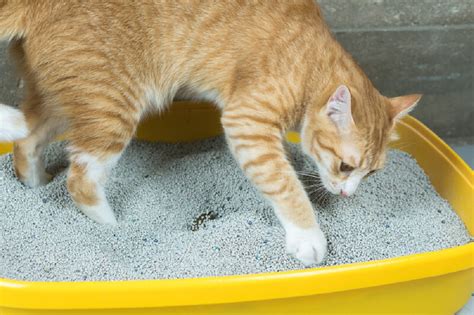 Its the same area.he will let me message it but when i try and gently put medicine on the area he hisses. How to Help Cat Your Poop When It's Constipated
