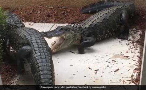 Two Alligators Fighting Outside Womans Front Door Video Is Going Viral